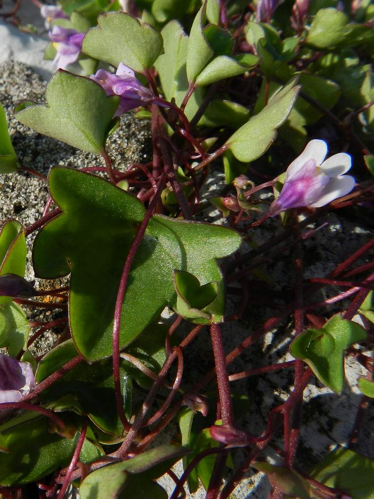 Cymbalaria muralis